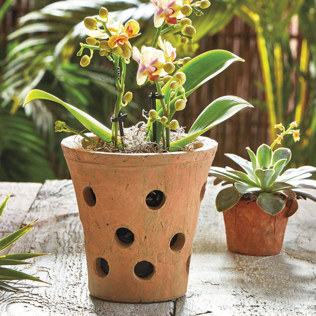 clay pots for orchid plants Orchid Pot
