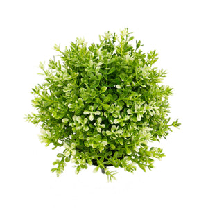 Dome Boxwood Ball