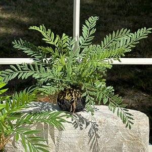 Faux Fern in Dirt with Roots