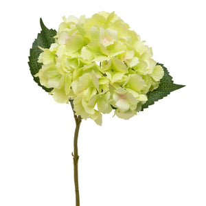 Green English Hydrangea Stem