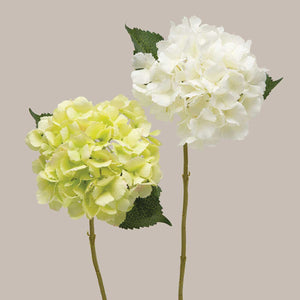 White English Hydrangea Stem