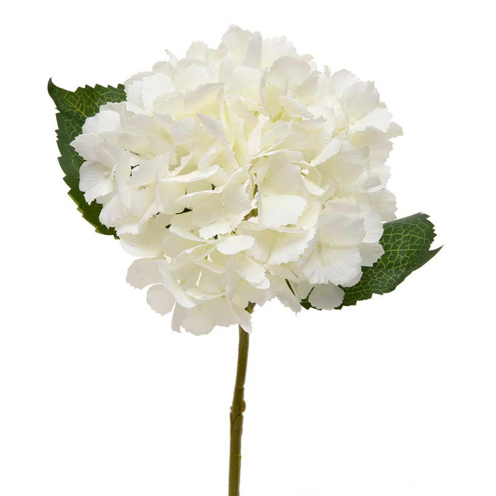 White English Hydrangea Stem