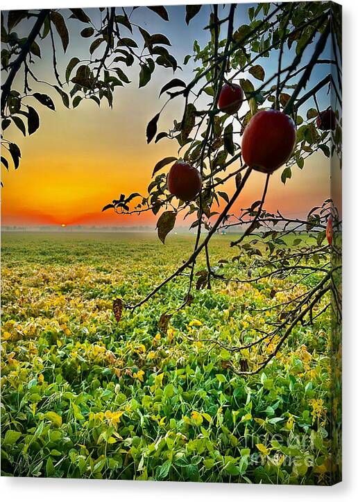 Apple Sunrise - Canvas Print