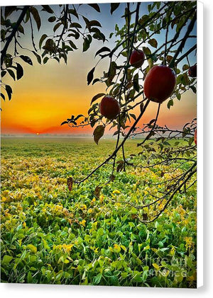 Apple Sunrise - Canvas Print