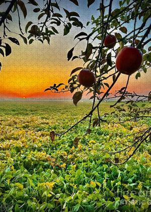 Apple Sunrise - Puzzle