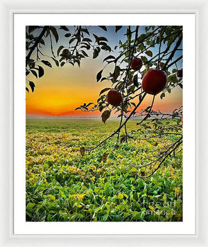 Apple Sunrise - Framed Print