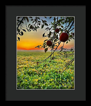 Apple Sunrise - Framed Print