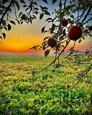 Apple Sunrise - Art Print