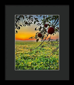 Apple Sunrise - Framed Print