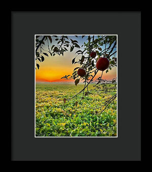 Apple Sunrise - Framed Print