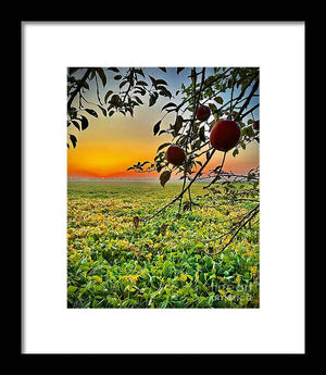 Apple Sunrise - Framed Print