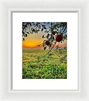 Apple Sunrise - Framed Print