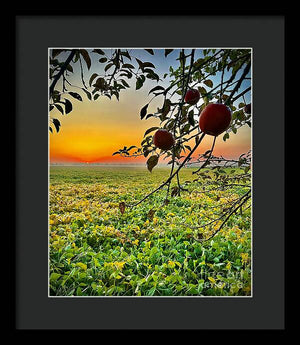 Apple Sunrise - Framed Print