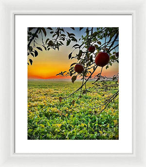 Apple Sunrise - Framed Print