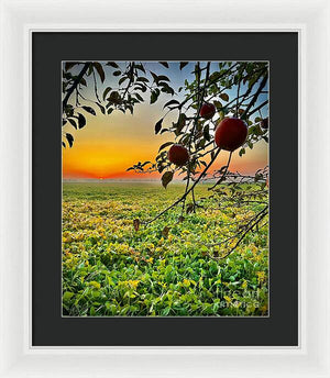 Apple Sunrise - Framed Print