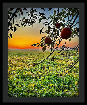 Apple Sunrise - Framed Print