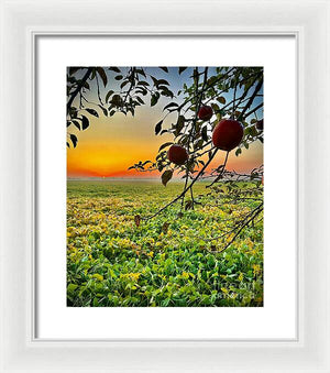 Apple Sunrise - Framed Print