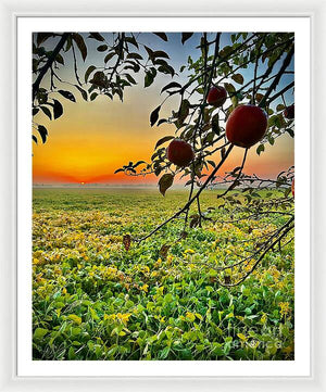 Apple Sunrise - Framed Print