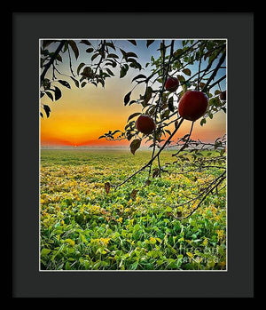 Apple Sunrise - Framed Print