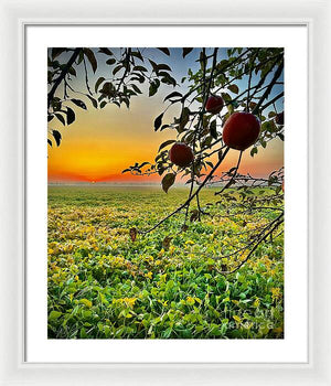 Apple Sunrise - Framed Print