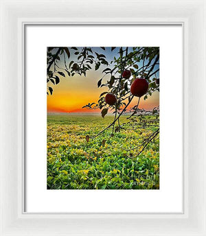 Apple Sunrise - Framed Print