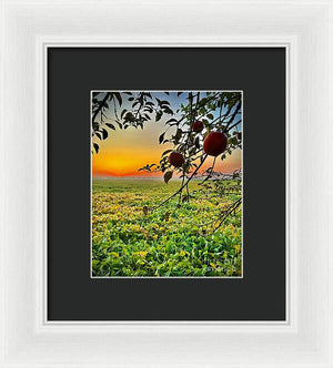 Apple Sunrise - Framed Print