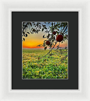 Apple Sunrise - Framed Print