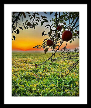 Apple Sunrise - Framed Print