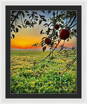 Apple Sunrise - Framed Print