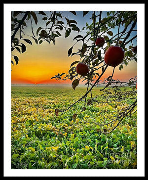 Apple Sunrise - Framed Print