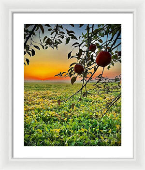 Apple Sunrise - Framed Print