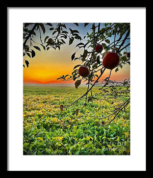 Apple Sunrise - Framed Print