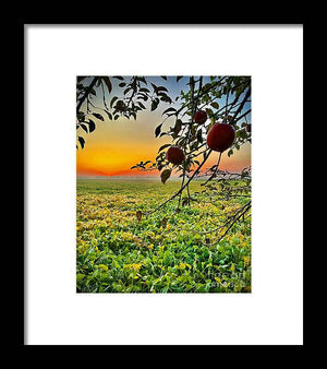 Apple Sunrise - Framed Print