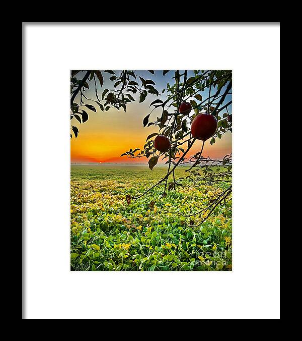 Apple Sunrise - Framed Print