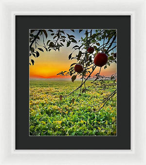 Apple Sunrise - Framed Print