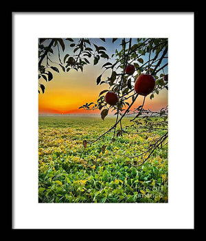 Apple Sunrise - Framed Print