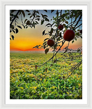 Apple Sunrise - Framed Print