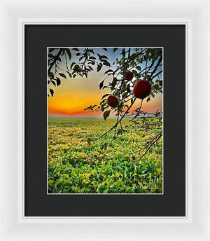 Apple Sunrise - Framed Print