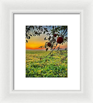 Apple Sunrise - Framed Print