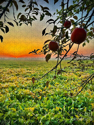 Apple Sunrise - Puzzle