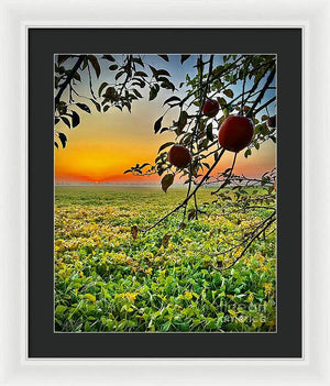 Apple Sunrise - Framed Print