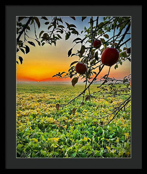 Apple Sunrise - Framed Print