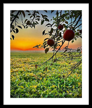 Apple Sunrise - Framed Print