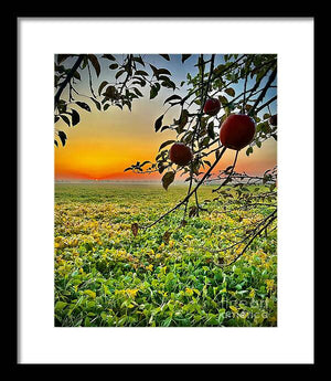 Apple Sunrise - Framed Print