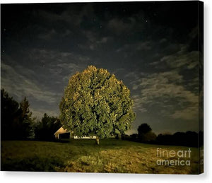 Dreaming Tree - Canvas Print