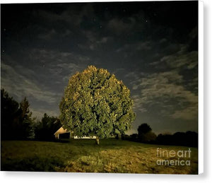 Dreaming Tree - Canvas Print