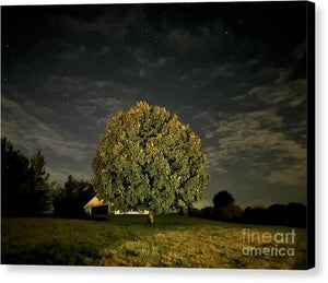 Dreaming Tree - Canvas Print