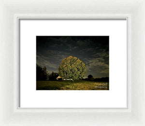 Dreaming Tree - Framed Print