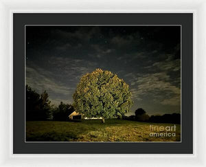 Dreaming Tree - Framed Print