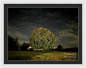 Dreaming Tree - Framed Print